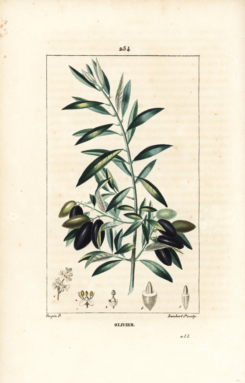 Olivier - Oliventre, Olea europaea, med blad, gren, frukt og frø. Håndfarget kobberstikk av Lambert Junior fra en tegning av Pierre Jean-Francois Turpin fra Chaumeton, Poiret og Chamberets "" La Flore Medicale,"" Paris, Panckou av Pierre Jean Francois Turpin
