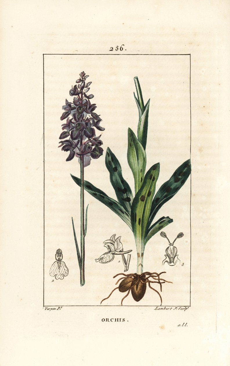 Orchis hann eller satyrion hann - Tidlig lilla eller hannorkide, Orchis mascula, med blomst, stilk, blad og løk. Håndfarget kobberstikk av Lambert Junior fra en tegning av Pierre Jean-Francois Turpin fra Chaumeton, Poiret og Chamberet