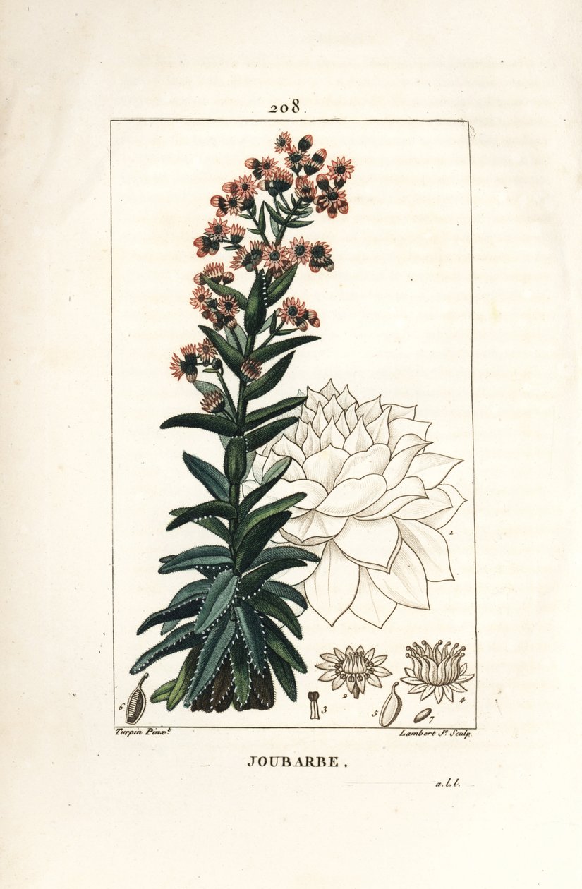 Orpin - Vanlig stuepurre, Sedum majus. Håndfarget kobberstikk av Lambert Junior fra en tegning av Pierre Jean-Francois Turpin fra Chaumeton, Poiret og Chamberets "" La Flore Medicale,"" Paris, Panckoucke av Pierre Jean Francois Turpin