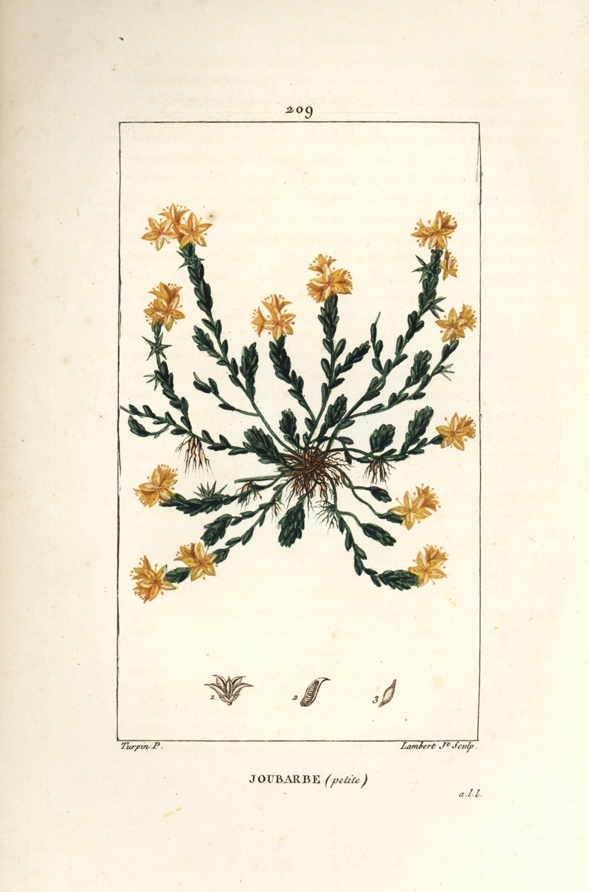 Orpin acre - Gylden steinurt, Sedum acre. Håndfarget kobberstikk av Lambert Junior fra en tegning av Pierre Jean-Francois Turpin fra Chaumeton, Poiret og Chamberets "" La Flore Medicale,"" Paris, Panckoucke av Pierre Jean Francois Turpin