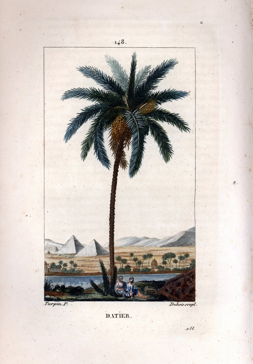 Palm a dadler Daddelpalme, Phoenix dactylifera, viser frukt og blader mot landskap med pyramider og elv. Håndfarget stiplet kobberstikk av Dubois fra en tegning av Pierre Jean-Francois Turpin fra Chaumeton, Poiret et Chamberets "" La av Pierre Jean Francois Turpin