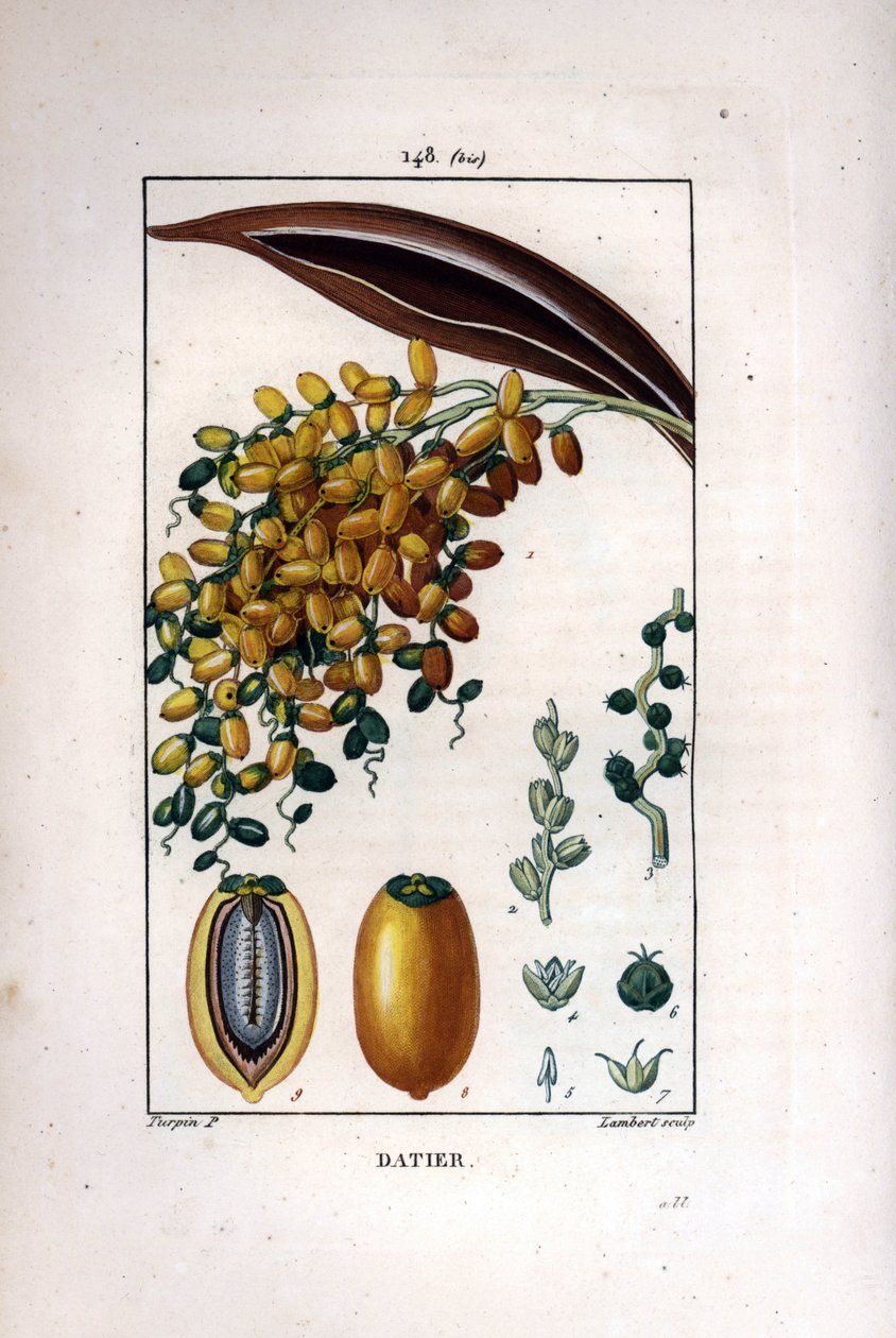 Palmegren a dadler - Daddelpalme, Phoenix dactylifera, viser moden frukt på en gren, og individuell frukt i snitt. Håndkolorert kobberstikk av Lambert fra en tegning av Pierre Jean-Francois Turpin fra Chaumeton, Poiret et Chamberet