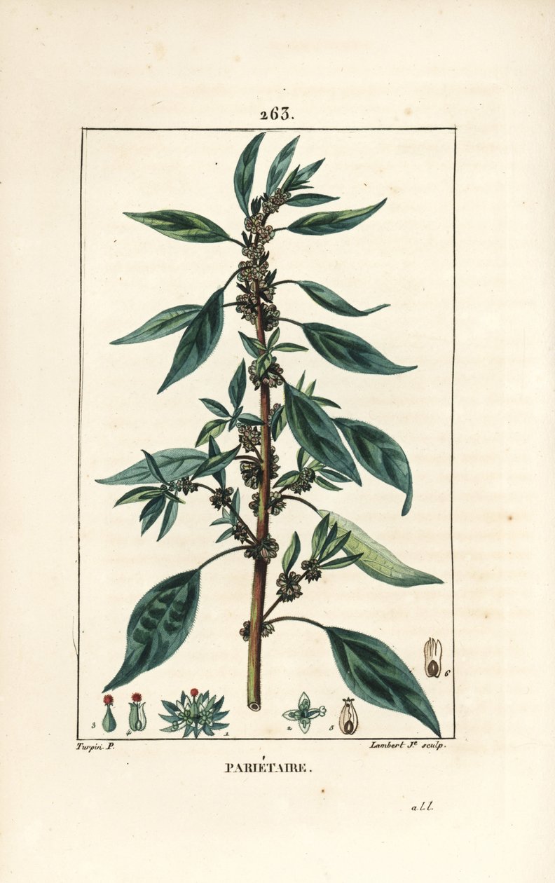 Parietaire officinale (eller Perce wallaille, Casse pierre, Espargoule, Gamberoussette) - Veggpellitory, Parietaria officinalis, med stilk, blad, blomst og frø. Håndkolorert kobberstikk av Lambert Junior etter tegning av Pierre Jean-Fra av Pierre Jean Francois Turpin
