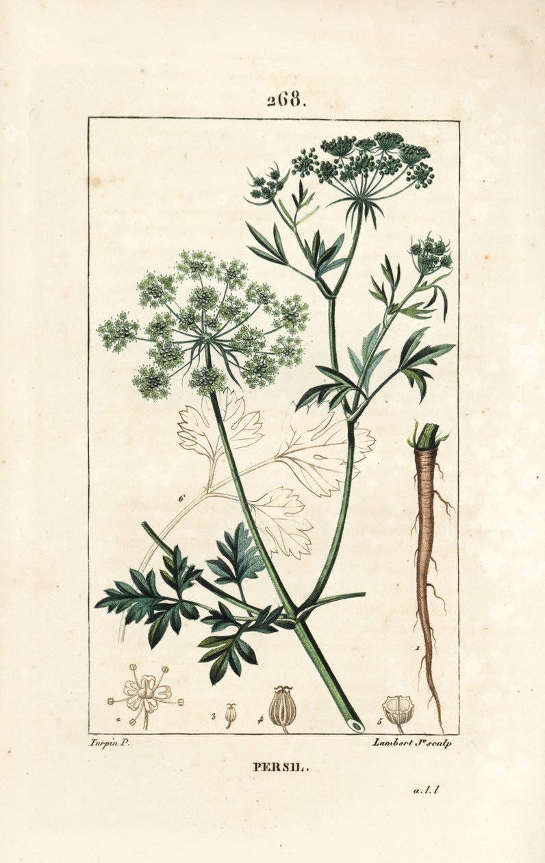 Persille - Hagepersille, Petroselinum crispum, med blomst, blad, stilk, rot og frø. Håndfarget kobberstikk av Lambert Junior fra en tegning av Pierre Jean-Francois Turpin fra Chaumeton, Poiret og Chamberets "" La Flore Medicale av Pierre Jean Francois Turpin