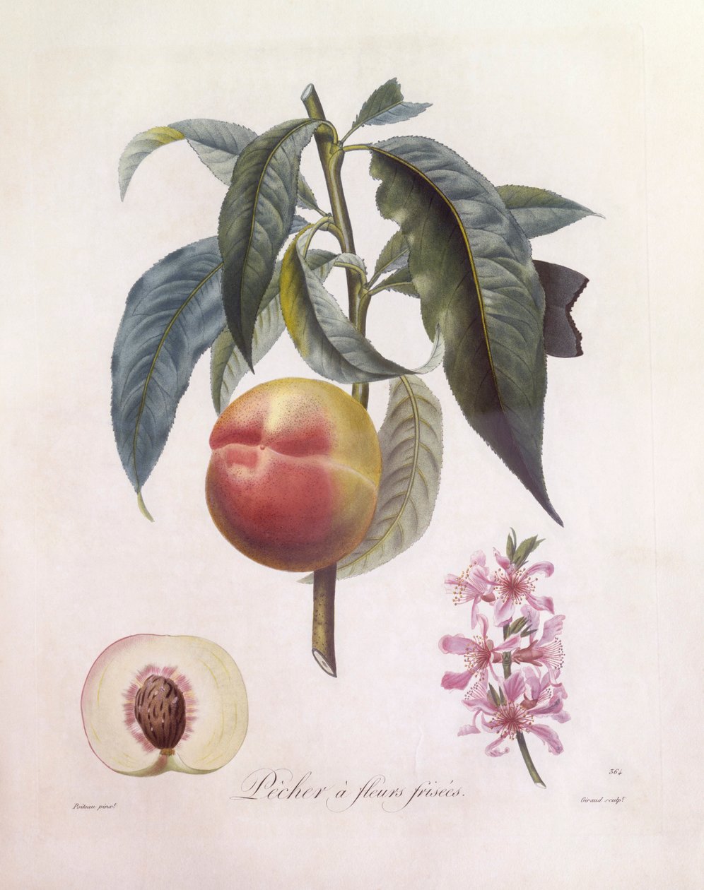 Fersken (Prunus persica), Henry Louis Duhamel du Monceau, botanisk tallerken av Pierre Jean Francois Turpin av Pierre Jean Francois Turpin