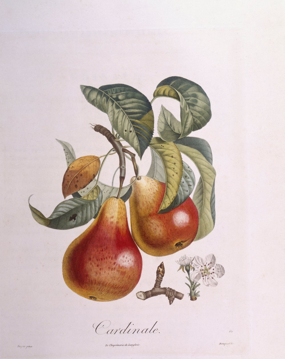 Pære "Kardinal" Henry Louis Duhamel du Monceau, botanisk tallerken av Pierre Jean Francois Turpin av Pierre Jean Francois Turpin