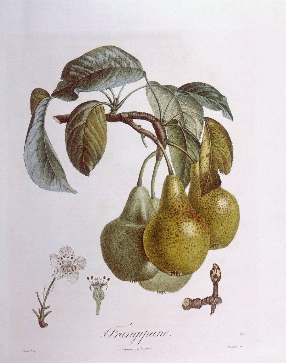 Pærer, Henry Louis Duhamel du Monceau, botanisk plate av Pierre Jean Francois Turpin