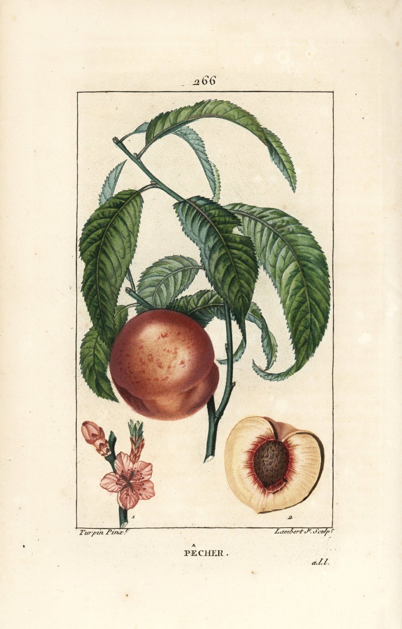 Pecher - Ferskentre, Amygdalus persica, med blomst, blad, stilk, moden frukt og frukt i seksjon med frø. Håndfarget kobberstikk av Lambert Junior fra en tegning av Pierre Jean-Francois Turpin fra Chaumeton, Poiret og Chamberet