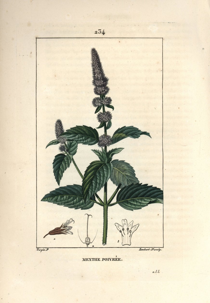 Peppermynte - Peppermynte, Mentha piperita. Håndfarget kobberstikk av Lambert Junior fra en tegning av Pierre Jean-Francois Turpin fra Chaumeton, Poiret og Chamberets "" La Flore Medicale,"" Paris, Panckoucke av Pierre Jean Francois Turpin