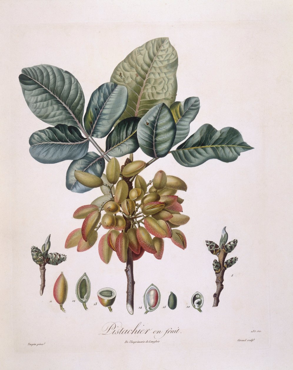 Pistasj (Pistacia vera), Henry Louis Duhamel du Monceau, botanisk tallerken av Pierre Jean Francois Turpin av Pierre Jean Francois Turpin