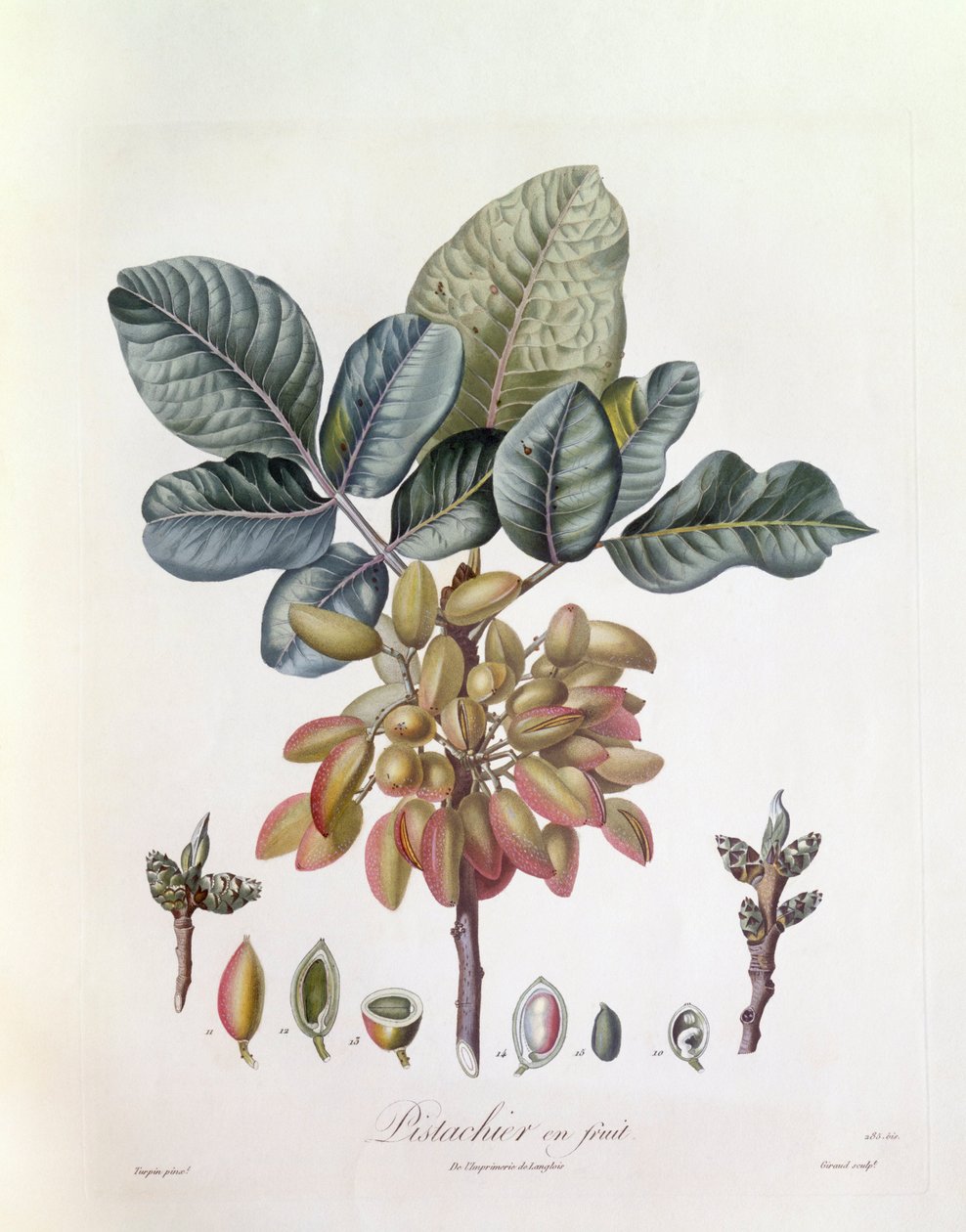 Pistasj (Pistacia vera), Henry Louis Duhamel du Monceau, botanisk tallerken av Pierre Jean Francois Turpin av Pierre Jean Francois Turpin