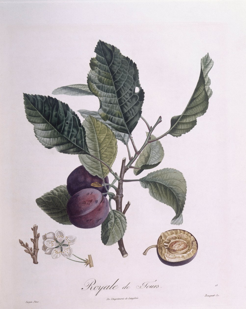 Plomme "Royale de Tours", Henry Louis Duhamel du Monceau, botanisk tallerken av Pierre Jean Francois Turpin av Pierre Jean Francois Turpin