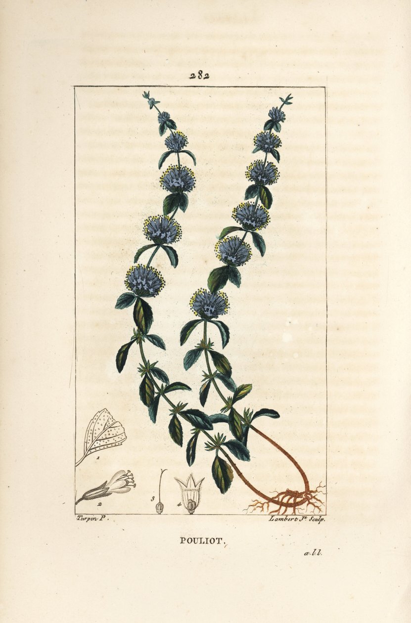 Pouliot mynte - Pennyroyal mynte, Mentha pulegium, med blomst, blad, stilk, rot og frø. Håndfarget kobberstikk av Lambert Junior fra en tegning av Pierre Jean-Francois Turpin fra Chaumeton, Poiret og Chamberets "" La Flore Medicale av Pierre Jean Francois Turpin