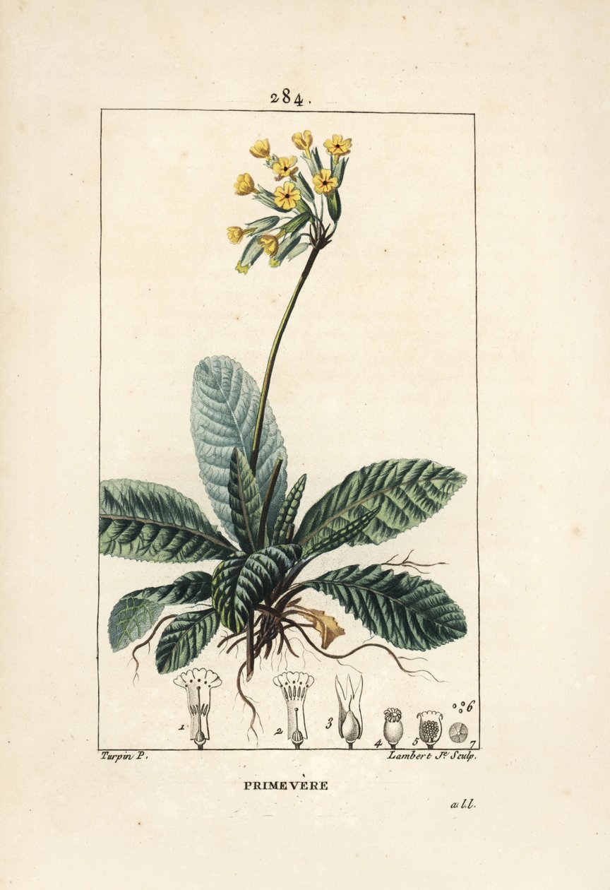 Primevere officinale ou brerelle, gjøk, Urt a la lammelse, Herb de Saint Paul, primerolle - Cowslip, Primula veris, viser blomst, blad og røtter. Håndkolorert kobberstikk av Lambert Junior etter tegning av Pierre Jean-Francois Turp av Pierre Jean Francois Turpin