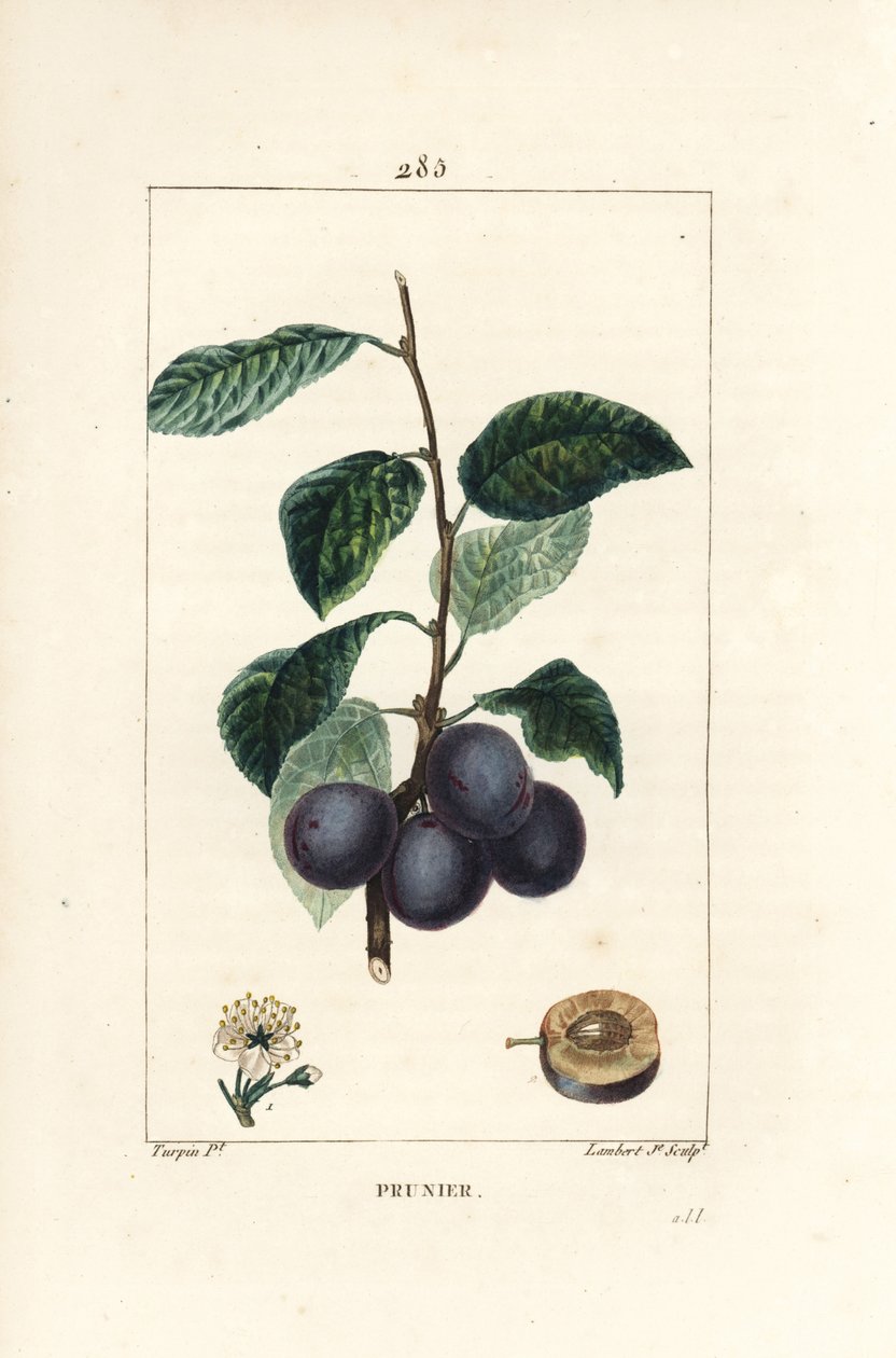 Sviske - Plomme- eller plommetre, Prunus domestica, med frukt, blad, blomst, gren og moden frukt i snitt. Håndkolorert kobberstikk av Lambert Junior fra en tegning av Pierre Jean-Francois Turpin fra Chaumeton, Poiret og Chamberets "" L av Pierre Jean Francois Turpin