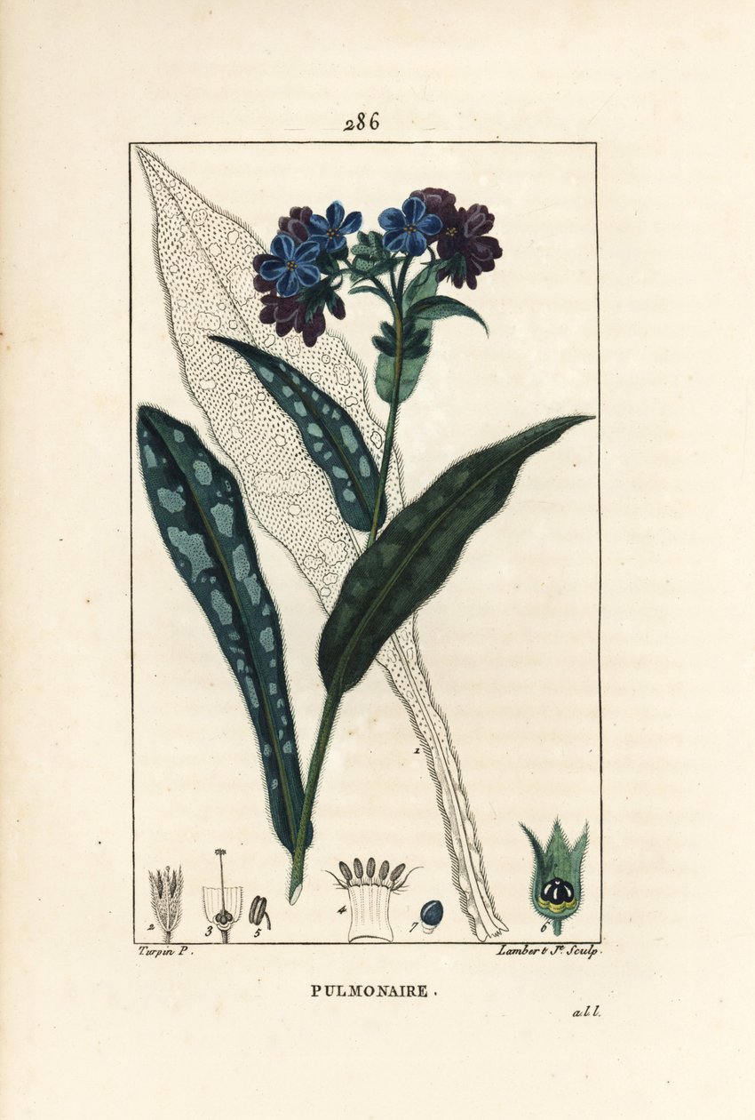 Pulmonal officinale - Lungeurt, Pulmonaria officinalis, med blomst, blad, stilk og blad i omriss. Håndfarget kobberstikk av Lambert Junior fra en tegning av Pierre Jean-Francois Turpin fra Chaumeton, Poiret og Chamberets "" La av Pierre Jean Francois Turpin
