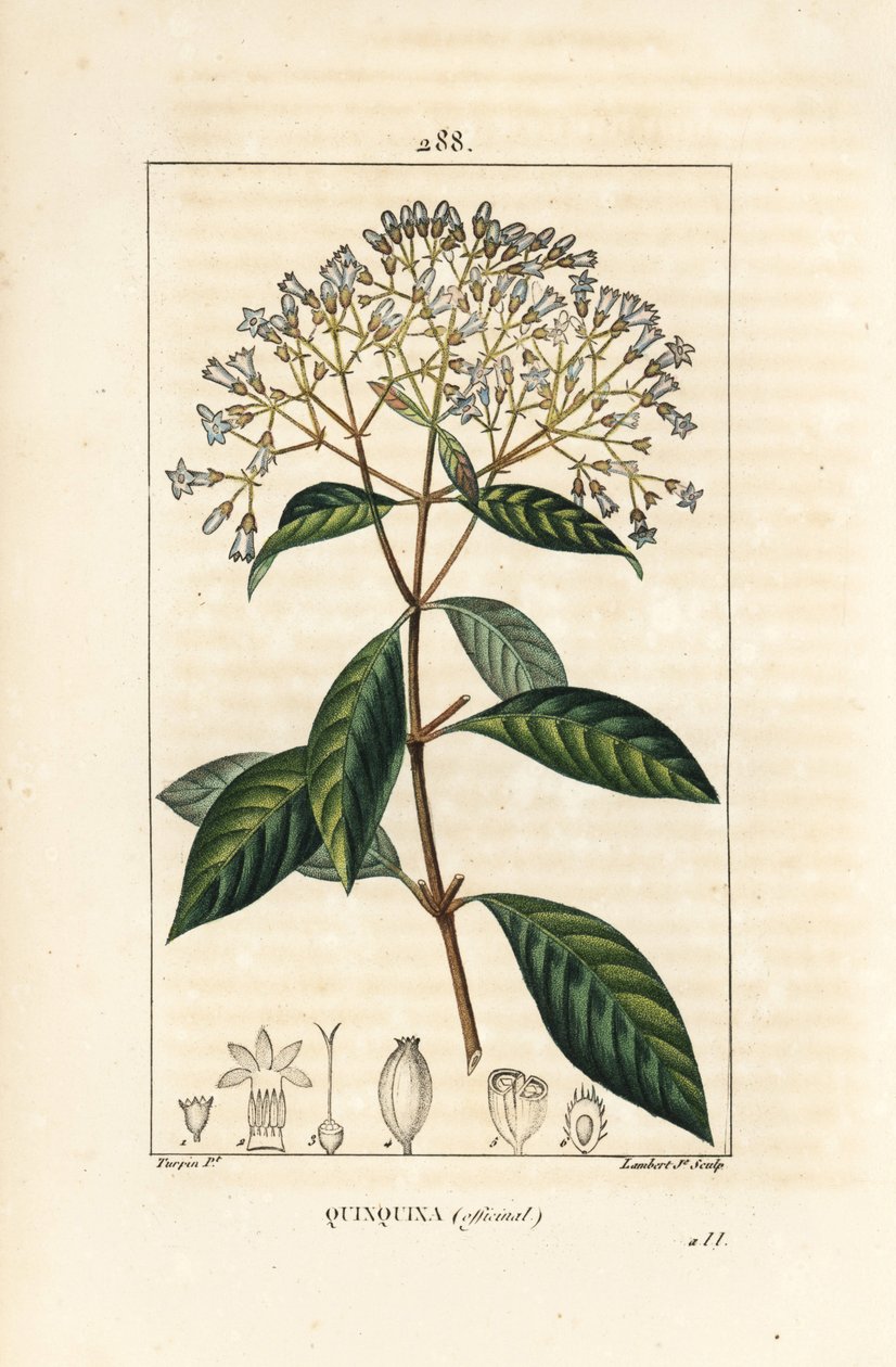 Quinquina - Kinin eller peruansk barktre, Cinchona officinalis, med blomst, gren, blad og frø. Håndkolorert kobberstikk av Lambert Junior fra en tegning av Pierre Jean-Francois Turpin fra Chaumeton, Poiret og Chamberets "" La Flo av Pierre Jean Francois Turpin