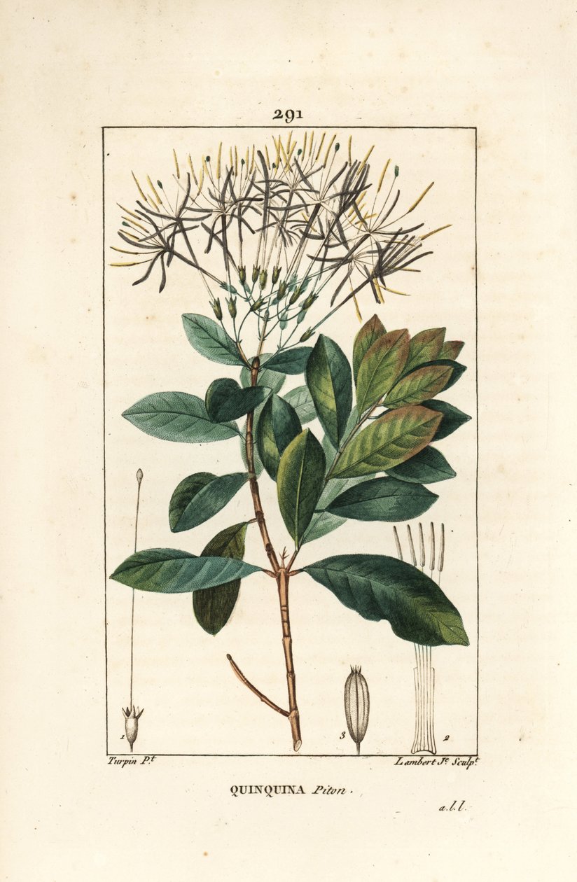 Quinquina python - Exostema sanctae-luciae (syn. Cinchona floribunda), med blomst, blad, stilk og frø. Håndfarget kobberstikk av Lambert Junior fra en tegning av Pierre Jean-Francois Turpin fra Chaumeton, Poiret og Chamberets "" La av Pierre Jean Francois Turpin