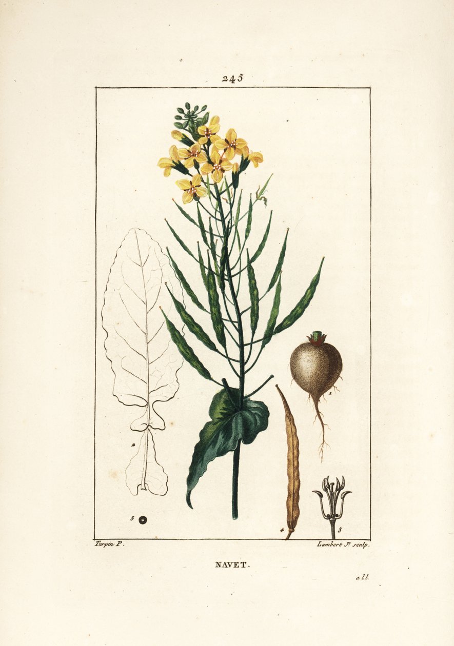 Raps eller oljefrø, Brassica napus, med blad, blomst og rot. Håndfarget kobberstikk av Lambert Junior fra en tegning av Pierre Jean-Francois Turpin fra Chaumeton, Poiret og Chamberets "" La Flore Medicale,"" Paris, Panckoucke av Pierre Jean Francois Turpin