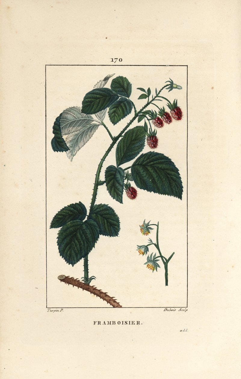 Bringebær - Bringebær, Rubus idaeus, som viser blomster, blader, torner og moden frukt. Håndfarget kobberstikk av Lambert Junior fra en tegning av Pierre Jean-Francois Turpin fra Chaumeton, Poiret et Chamberets "" La Flore Medicale,"" P av Pierre Jean Francois Turpin