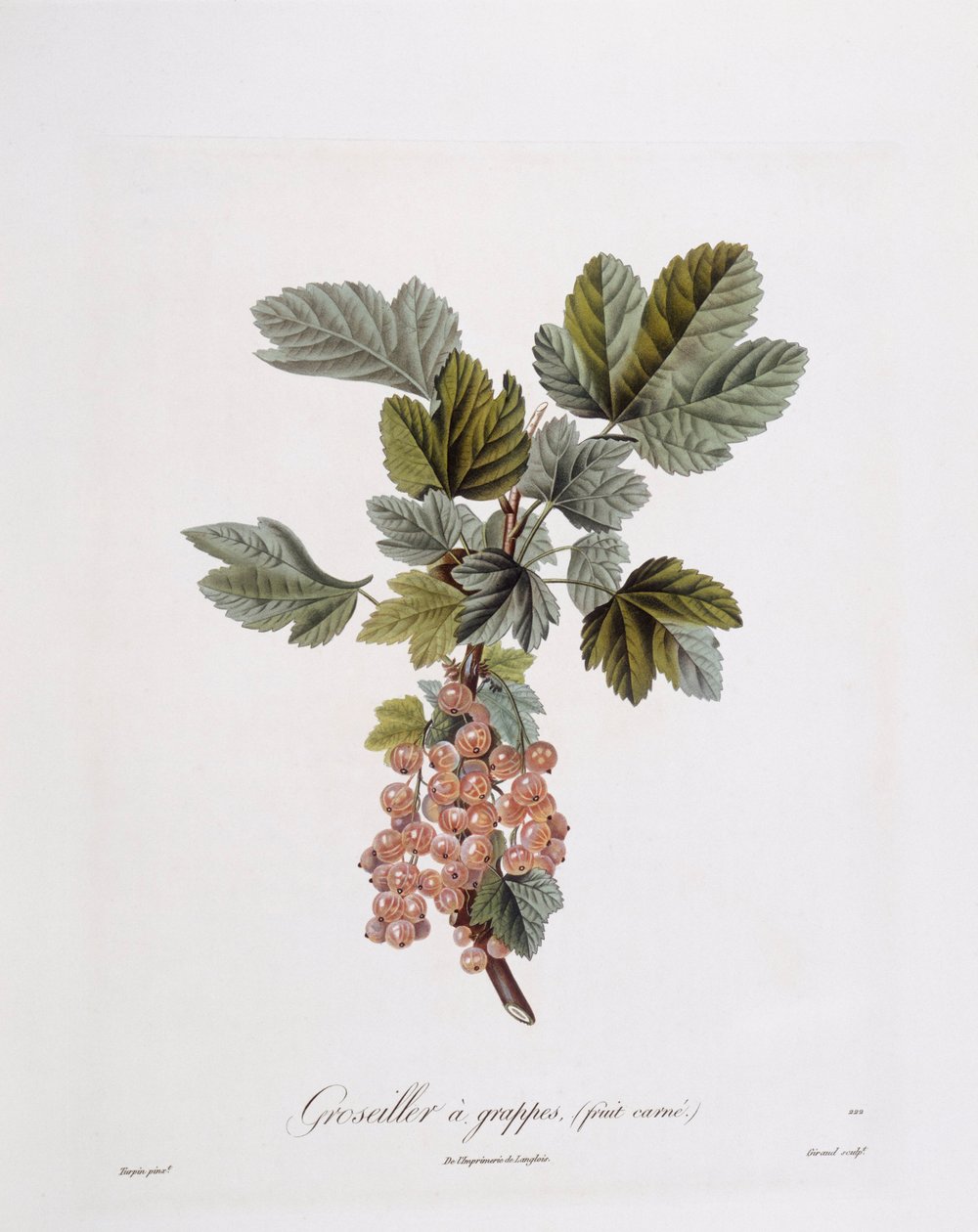 Rød rips (Ribes rubrum), Henry Louis Duhamel du Monceau, botanisk tallerken av Pierre Jean Francois Turpin av Pierre Jean Francois Turpin