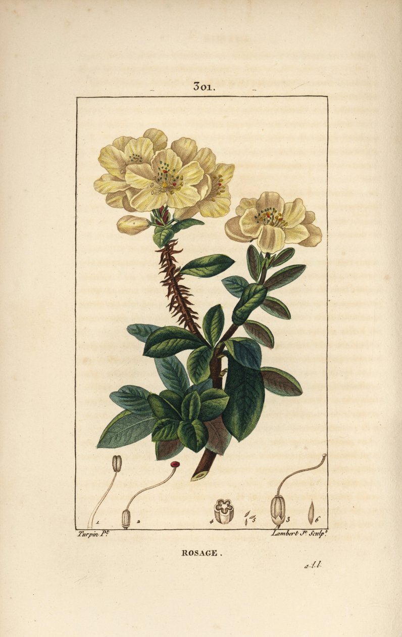 Rhododendron geant - Rosebay, Hymenanthes maxima (Rhododendron maximum), med blomst, tornet stilk, blad og frø. Håndfarget kobberstikk av Lambert Junior etter en tegning av Pierre Jean-Francois Turpin fra Chaumeton, Poiret og Chambere av Pierre Jean Francois Turpin