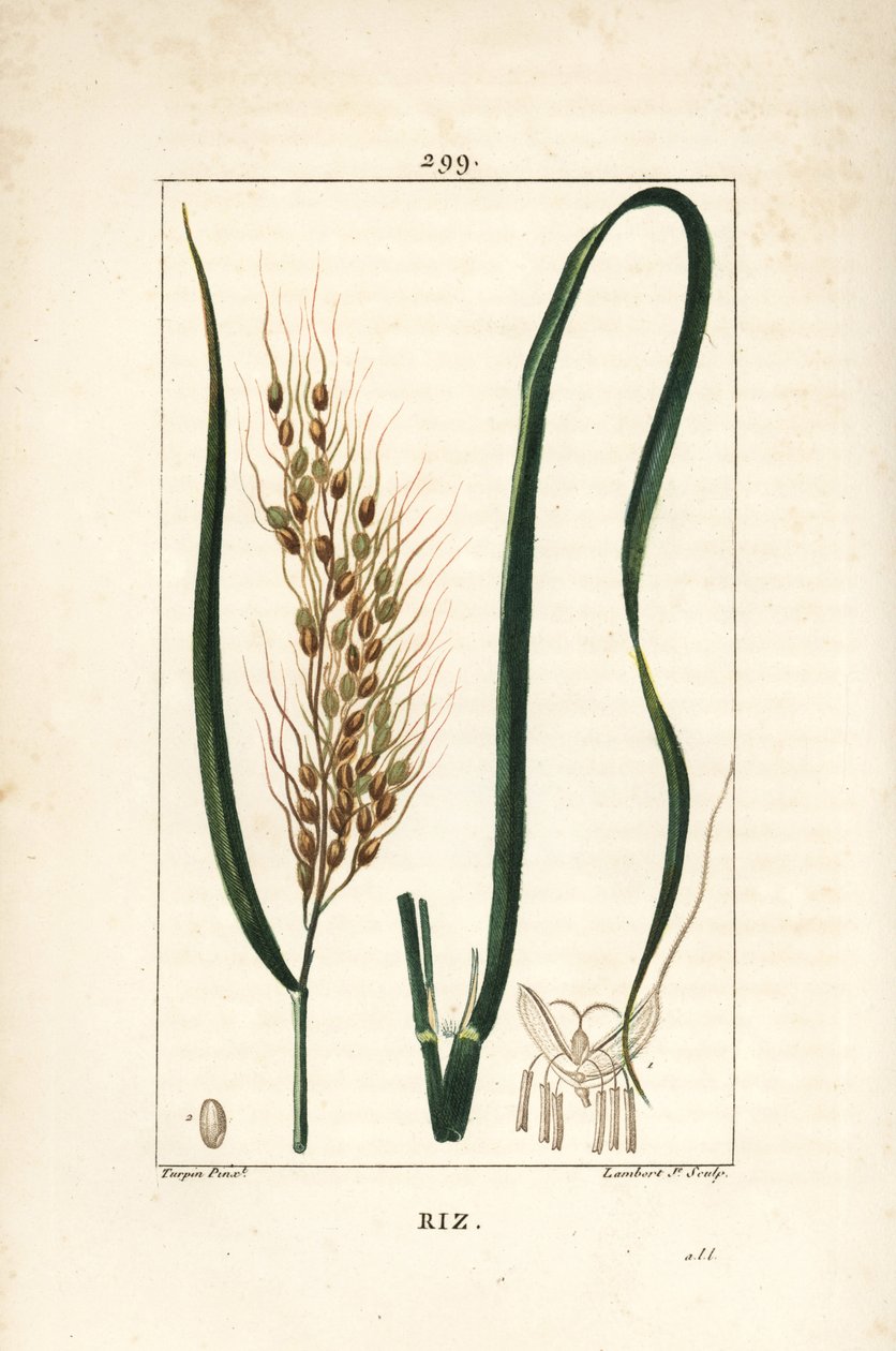 Ris - Ris, Oryza sativa, med blad, frø og stilk. Håndfarget kobberstikk av Lambert Junior fra en tegning av Pierre Jean-Francois Turpin fra Chaumeton, Poiret og Chamberets "" La Flore Medicale,"" Paris, Panckoucke av Pierre Jean Francois Turpin