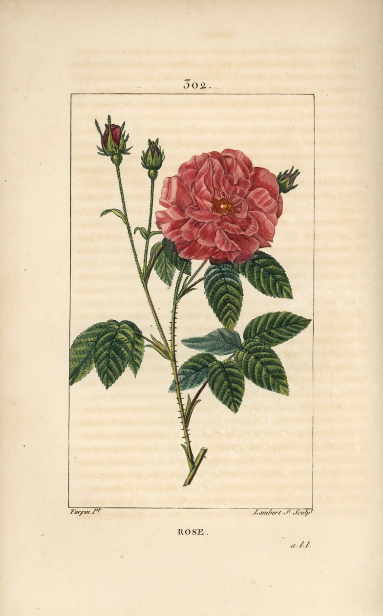 Rose de France eller Rose de Provins - Rose, Rosa gallica, med knopp, blomst, blad og tornet stilk. Håndfarget kobberstikk av Lambert Junior fra en tegning av Pierre Jean-Francois Turpin fra Chaumeton, Poiret og Chamberets "" La Flore Me av Pierre Jean Francois Turpin