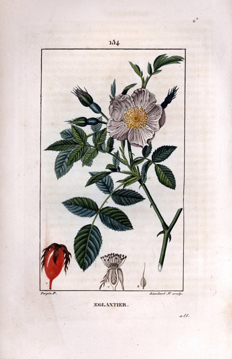 Nypegren med bær (nype eller nype) og rose - Villbrinrose, Rosa canina, med blomst, knopp og nype. Håndfarget kobberstikk av Lambert Junior etter en tegning av Pierre Jean-Francois Turpin fra Chaumeton, Poiret et C av Pierre Jean Francois Turpin