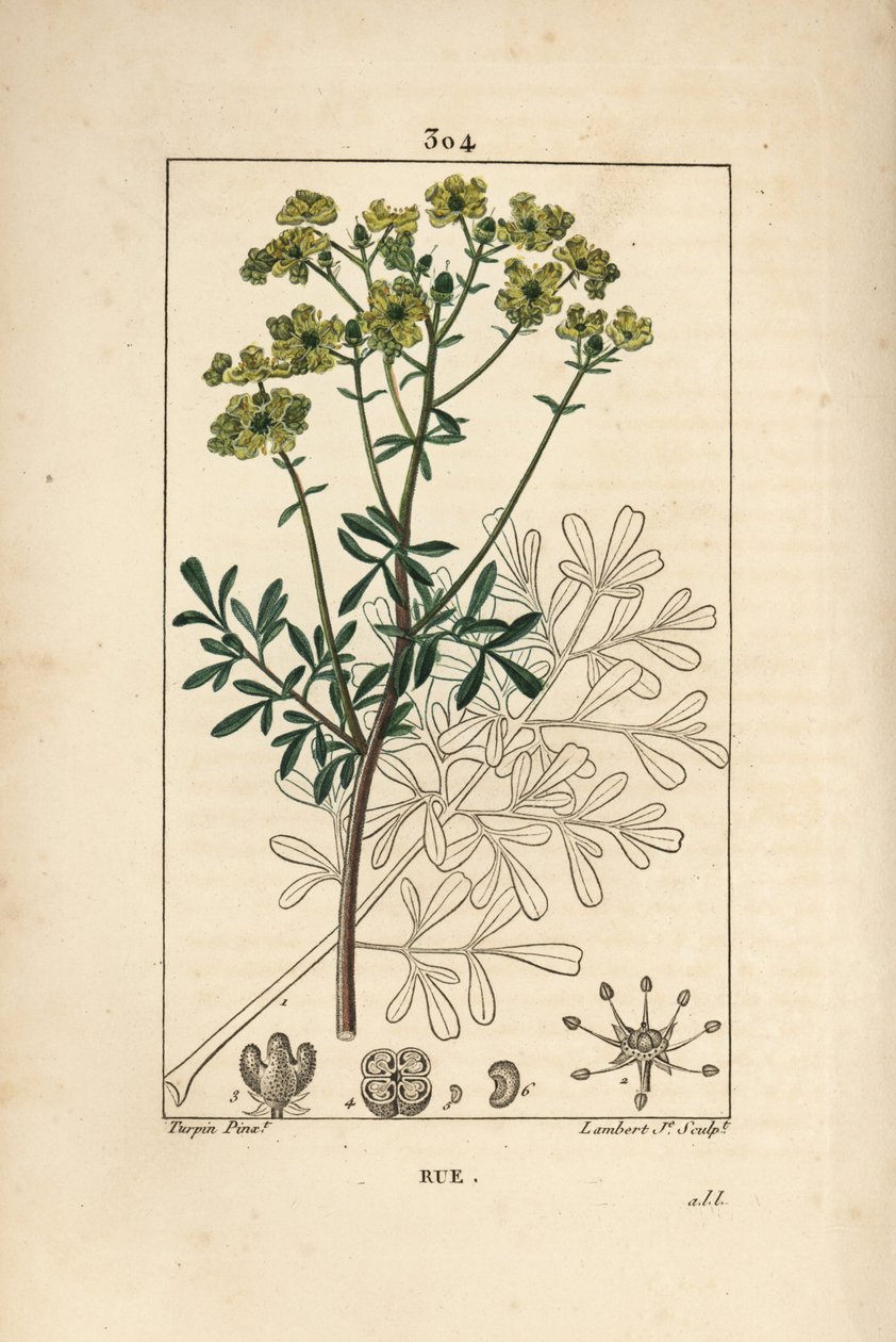 Rue des jardins eller Rue fetide - Rue eller urt av nåde, Ruta graveolens, som viser blomst, blad, stilk, frø og omriss. Håndfarget kobberstikk av Lambert Junior fra en tegning av Pierre Jean-Francois Turpin fra Chaumeton, Poiret og Cham av Pierre Jean Francois Turpin