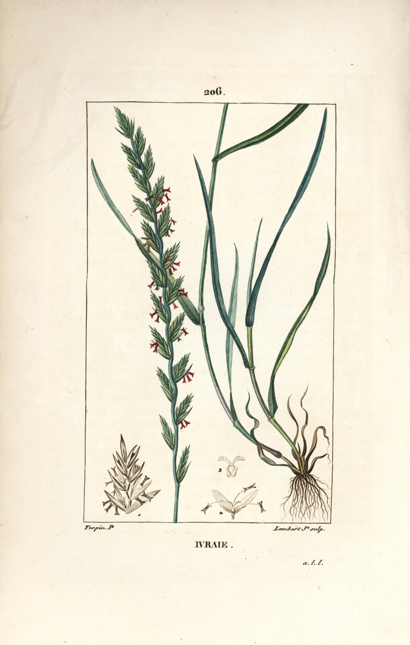 Raiggress, Gramen loliaceum. Håndfarget kobberstikk av Lambert Junior fra en tegning av Pierre Jean-Francois Turpin fra Chaumeton, Poiret og Chamberets "" La Flore Medicale,"" Paris, Panckoucke av Pierre Jean Francois Turpin