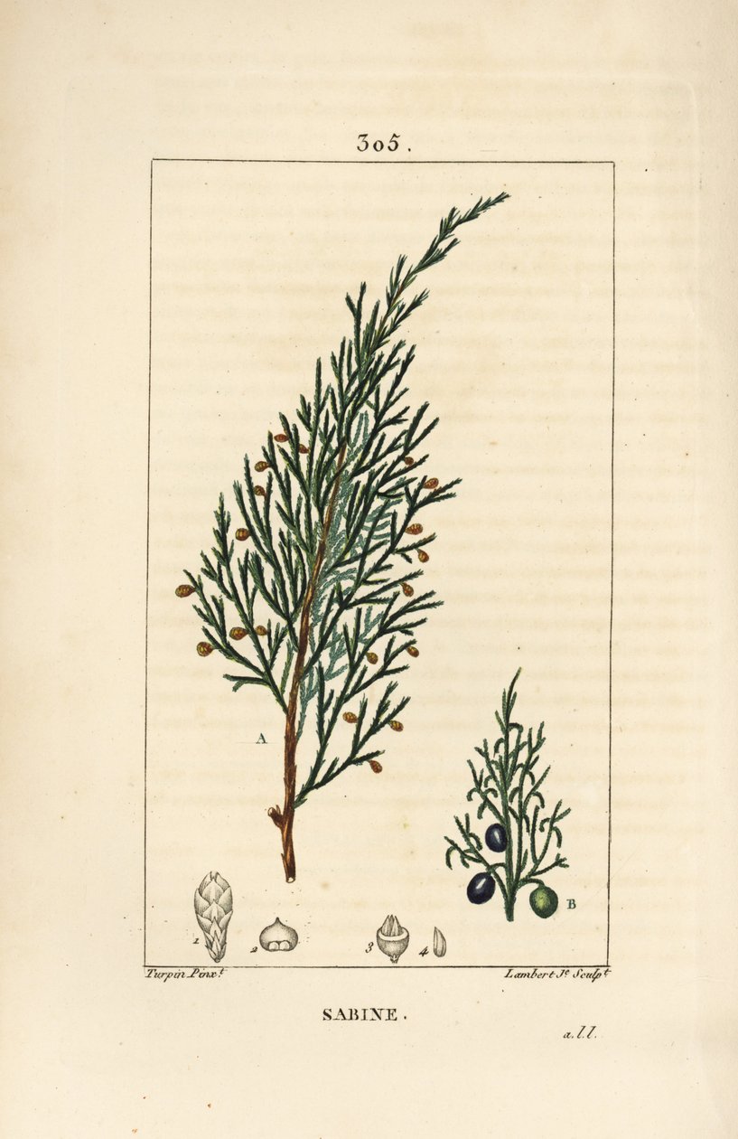 Sabinebær, Juniperus sabina, med bær, blad, stilk og frø. Håndfarget kobberstikk av Lambert Junior fra en tegning av Pierre Jean-Francois Turpin fra Chaumeton, Poiret og Chamberets "" La Flore Medicale,"" Paris, Panckoucke av Pierre Jean Francois Turpin