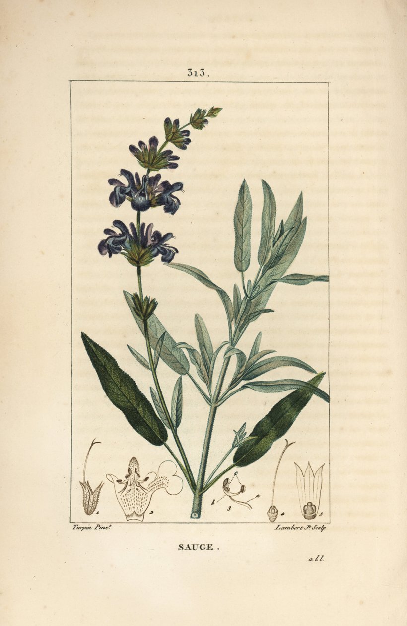 Salvie officinale - Vanlig salvie, Salvia officinalis, med blomst, blad, stilk og frø. Håndfarget kobberstikk av Lambert Junior fra en tegning av Pierre Jean-Francois Turpin fra Chaumeton, Poiret og Chamberets "" La Flore Medicale,"" av Pierre Jean Francois Turpin