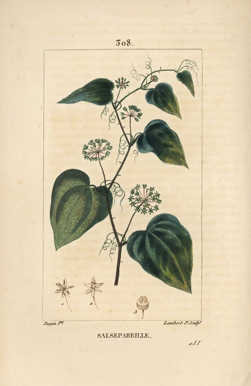 Salsepareille eller Mountain Granon, Spiny Bindweed, Spiny Liset - Grov bindweed eller sarsaparille, Smilax aspera, med blomst, stilk, ranke, blad og frø. Håndkolorert kobberstikk av Lambert Junior etter tegning av Pierre Jean-Francois Tu av Pierre Jean Francois Turpin