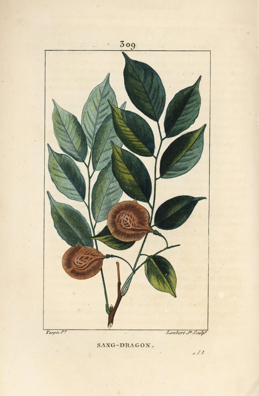 Sang drage (sandragon), mangle medaille, paletuvier eller mangle rivière - Drageblod eller paduak tre, Pterocarpus officinalis (Pterocarpus draco), med blad, frukt og frø. Sårbar. Håndkolorert kobberstikk av Lambert Junior fra en dr av Pierre Jean Francois Turpin