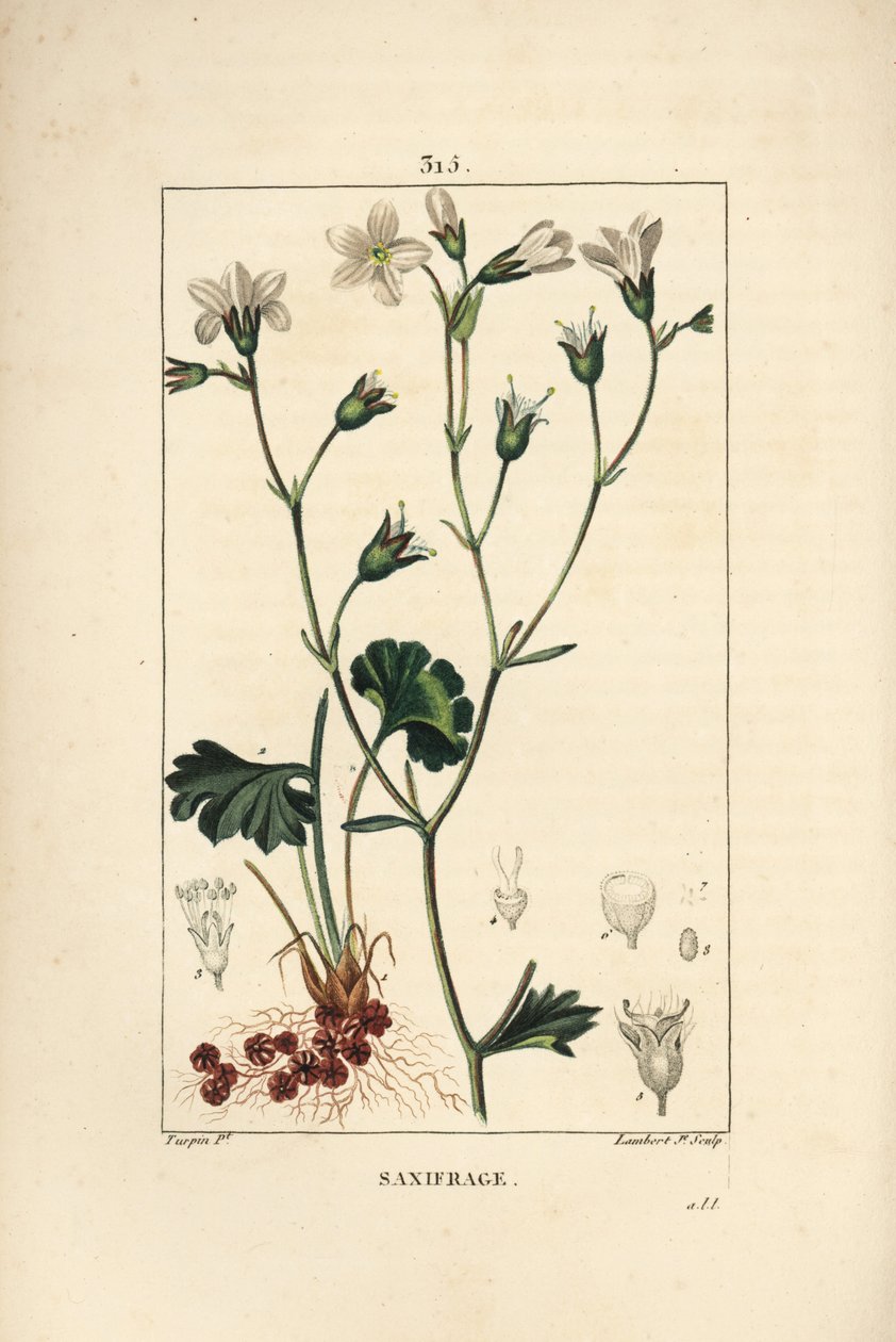 Saxifrage granulee eller Saxifrage a bulbles - Engbræk, Saxifraga granulata, med blomst, blad, stilk og rot. Håndfarget kobberstikk av Lambert Junior etter en tegning av Pierre Jean-Francois Turpin fra Chaumeton, Poiret og Cha av Pierre Jean Francois Turpin