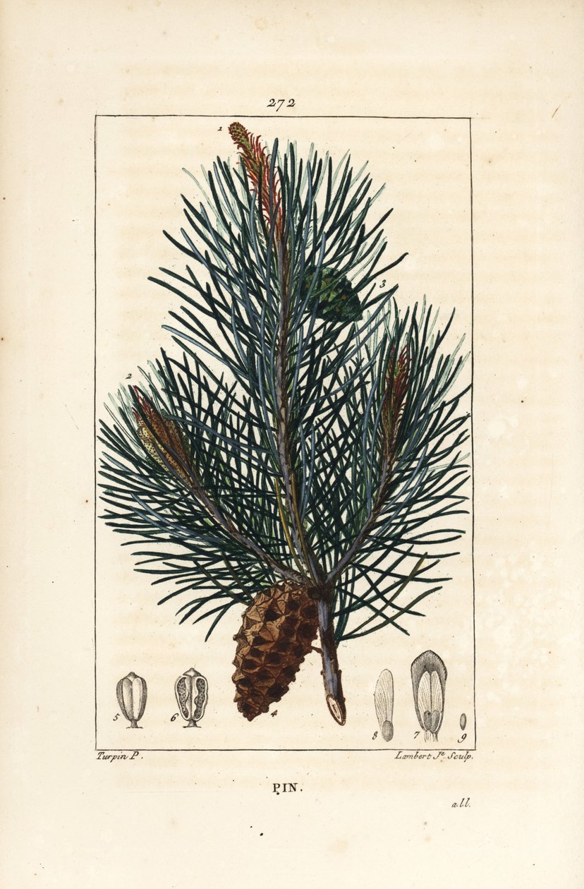 Skovfuru - Vill furutre eller furu, Pinus sylvestris, med gren, nål og furu. Håndkolorert kobberstikk av Lambert Junior fra en tegning av Pierre Jean-Francois Turpin fra Chaumeton, Poiret og Chamberets "" La Flore M av Pierre Jean Francois Turpin
