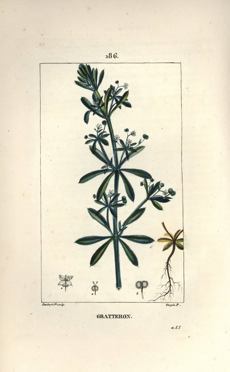 Scratteron eller rieble, grateron, tungeskrape, gaille - Gåsegress, Galium aparine. Håndfarget kobberstikk av Lambert Junior fra en tegning av Pierre Jean-Francois Turpin fra Chaumeton, Poiret og Chamberets "" La Flore Medicale,"" av Pierre Jean Francois Turpin