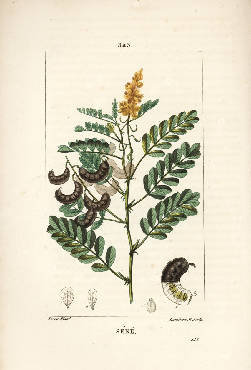 Sene - Alexandrian senna, Senna alexandrina, med blomst, blad, stilk og frø. Håndfarget kobberstikk av Lambert Junior fra en tegning av Pierre Jean-Francois Turpin fra Chaumeton, Poiret og Chamberets "" La Flore Medicale,"" Paris, av Pierre Jean Francois Turpin