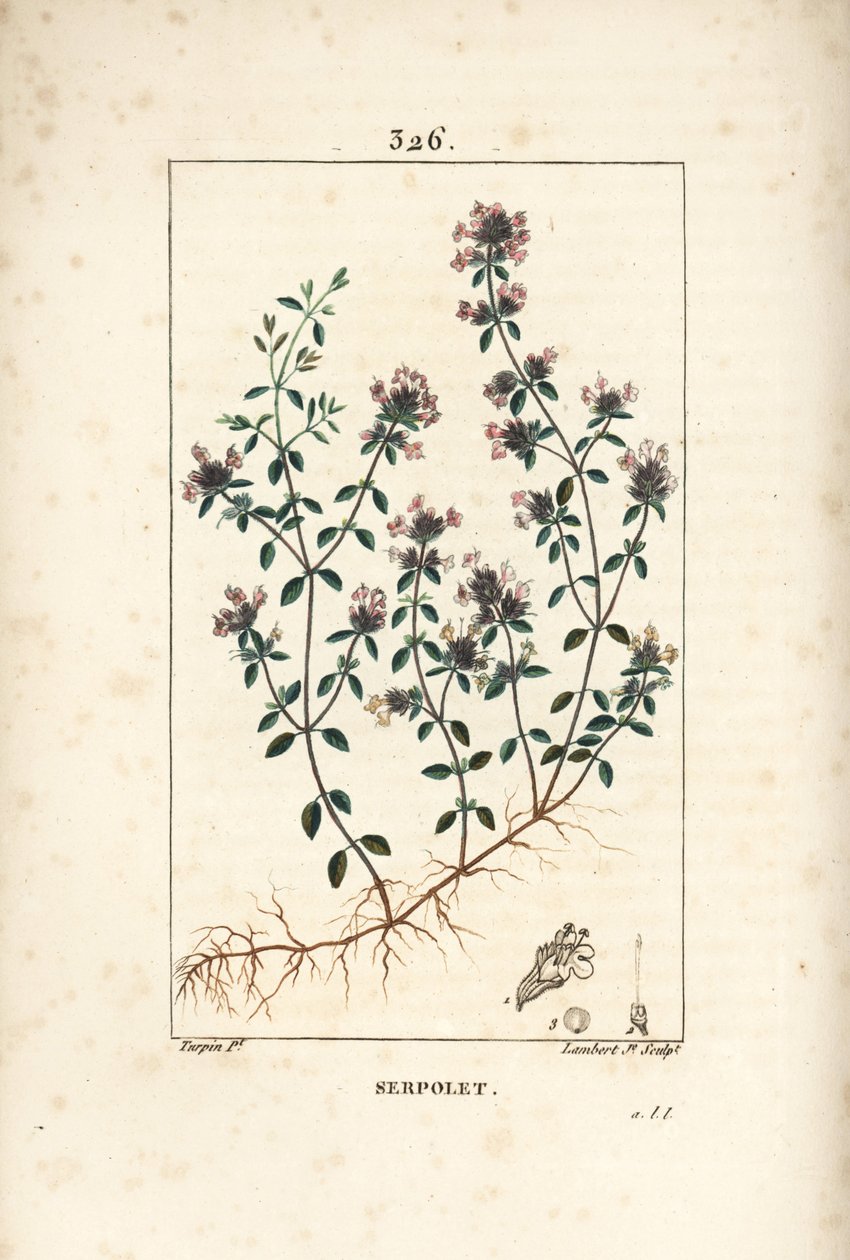 Serpolet eller timian serpolet - Krypende timian eller vill timian, Thymus serpyllum, med blomst, blad, stilk og rot. Håndfarget kobberstikk av Lambert Junior fra en tegning av Pierre Jean-Francois Turpin fra Chaumeton, Poiret og Chamberet