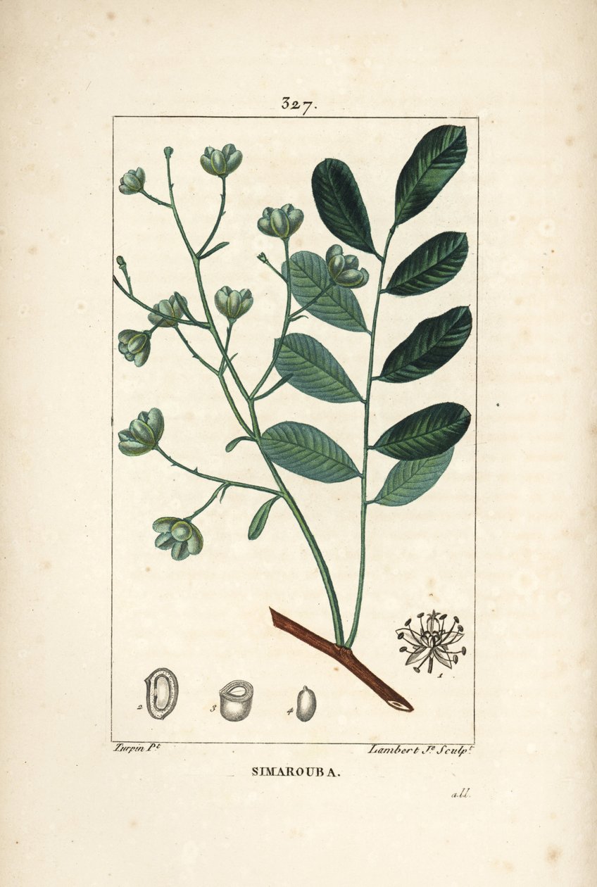 Simarouba bitere - Marupa eller bitterved, Simarouba amara (Quassia simaruba) med blomst, blad, gren og frø. Håndfarget kobberstikk av Lambert Junior fra en tegning av Pierre Jean-Francois Turpin fra Chaumeton, Poiret og Chamberet