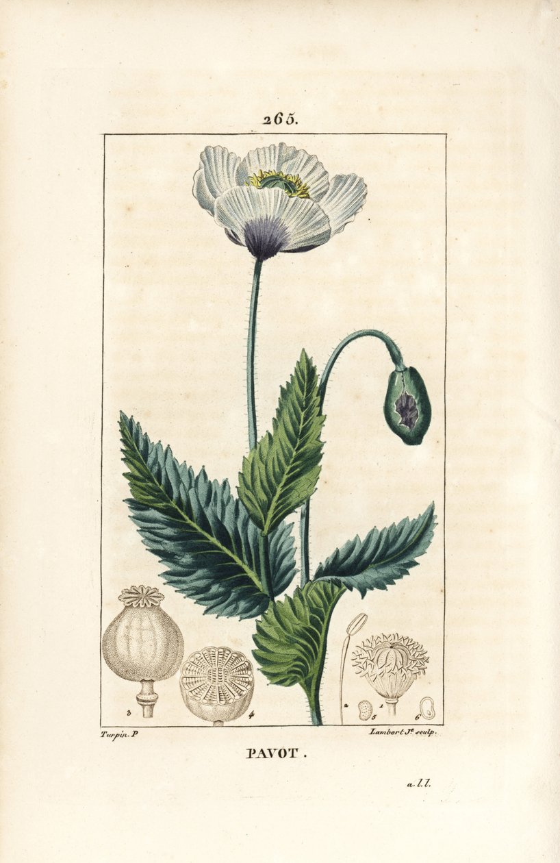 Sovevalmue, opiumsvalmue eller hagevalmue - Hage- eller opiumsvalmue, Papaver somniferum, med blomst, blad og frø. Håndfarget kobberstikk av Lambert Junior etter en tegning av Pierre Jean-Francois Turpin fra Chaumeton, Poiret og C av Pierre Jean Francois Turpin