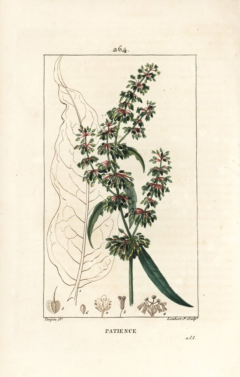 Spinardsorrel ou patience des moines - Patience dock, Rumex patientia, med blomst, stilk, blader, frø og bladomriss. Håndfarget stiplet kobberstikk av Lambert Junior etter en tegning av Pierre Jean-Francois Turpin fra Chaumeton, Poiret og av Pierre Jean Francois Turpin