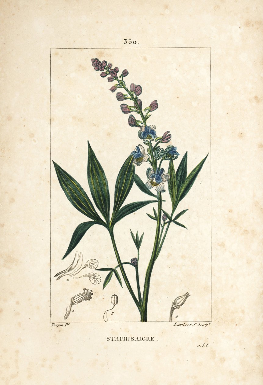 Staphisagria - Lie-bane eller stavesacre, Delphinium staphisagria, med blomst, blad, stilk og frø. Håndkolorert kobberstikk av Lambert Junior fra en tegning av Pierre Jean-Francois Turpin fra Chaumeton, Poiret og Chamberets "" La Flore av Pierre Jean Francois Turpin