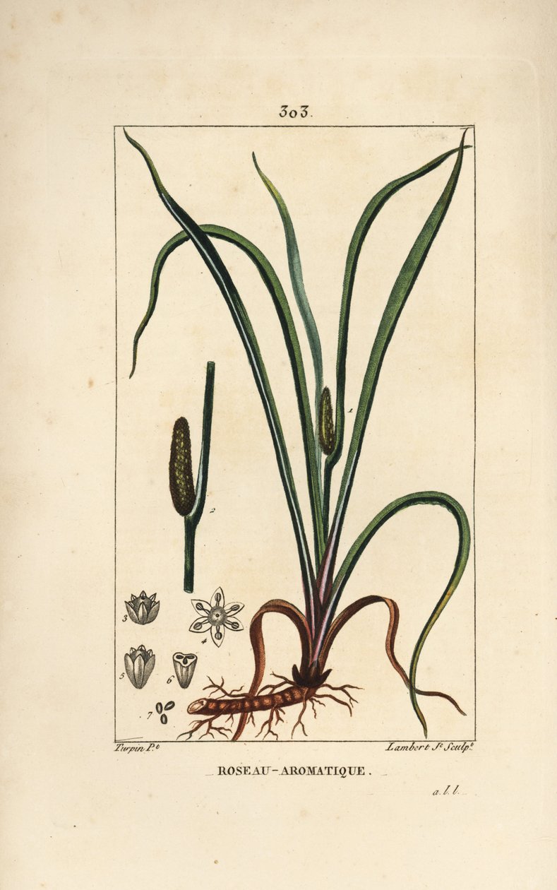Søttluktende flagg, Acorus calamus, med frø, blad og rot. Håndfarget kobberstikk av Lambert Junior fra en tegning av Pierre Jean-Francois Turpin fra Chaumeton, Poiret og Chamberets "" La Flore Medicale,"" Paris, Panckoucke av Pierre Jean Francois Turpin