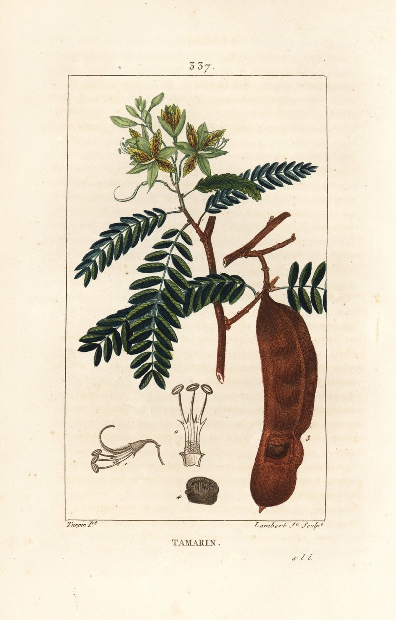 Tamarind - Tamarind, Tamarindus indica, visningsblomst, blad og frøkapsel. Håndfarget kobberstikk av Lambert Junior fra en tegning av Pierre Jean-Francois Turpin fra Chaumeton, Poiret og Chamberets "" La Flore Medicale,"" Paris, Panc av Pierre Jean Francois Turpin