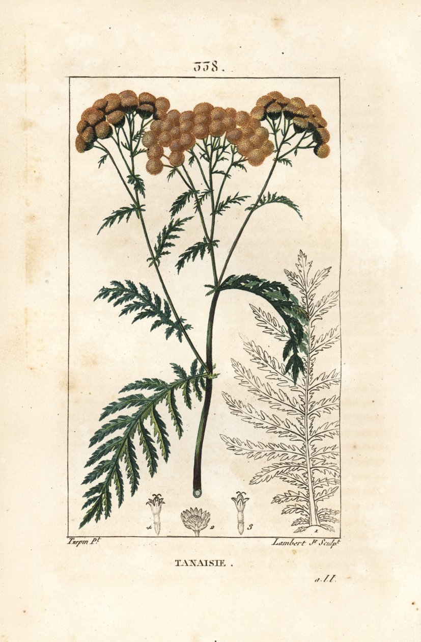 Tansy - Tansy, Tanacetum vulgare. Håndfarget kobberstikk av Lambert Junior fra en tegning av Pierre Jean-Francois Turpin fra Chaumeton, Poiret og Chamberets "" La Flore Medicale,"" Paris, Panckoucke av Pierre Jean Francois Turpin
