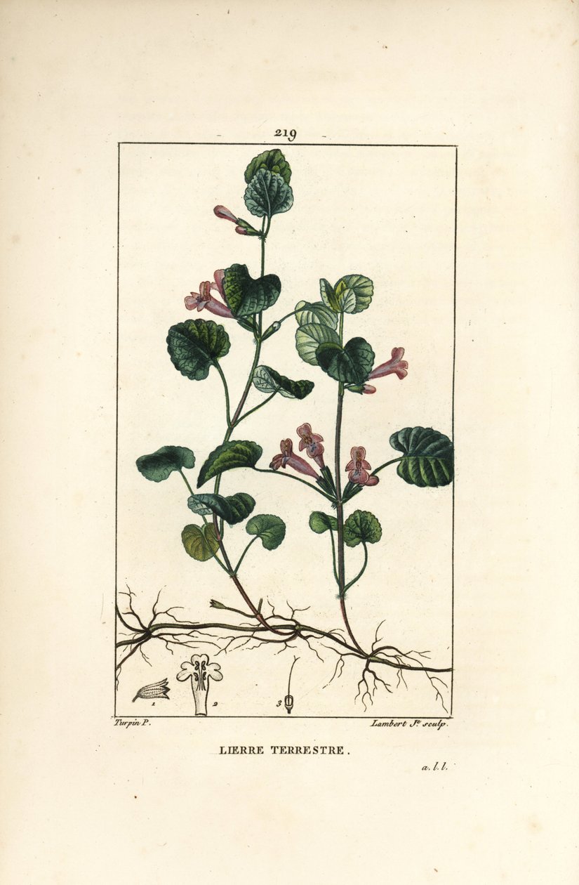 Terrestrisk eføy - Jordeføy, Hedera terrestris. Håndfarget kobberstikk av Lambert Junior fra en tegning av Pierre Jean-Francois Turpin fra Chaumeton, Poiret og Chamberets "" La Flore Medicale,"" Paris, Panckoucke av Pierre Jean Francois Turpin
