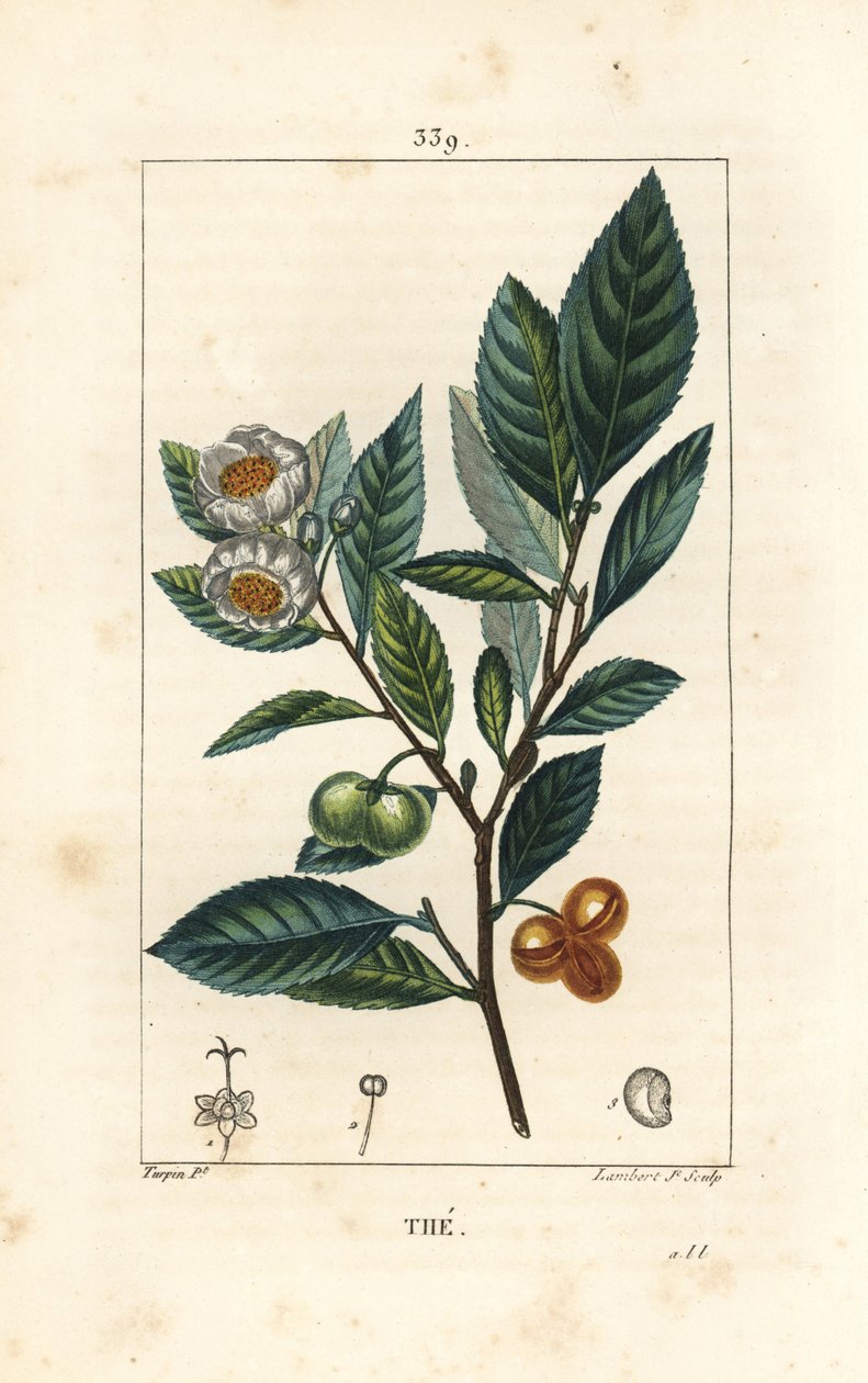 Theier - Te, Camellia sinensis, viser blad, frukt og blomst. Håndfarget kobberstikk av Lambert Junior fra en tegning av Pierre Jean-Francois Turpin fra Chaumeton, Poiret og Chamberets "" La Flore Medicale,"" Paris, Panckoucke av Pierre Jean Francois Turpin