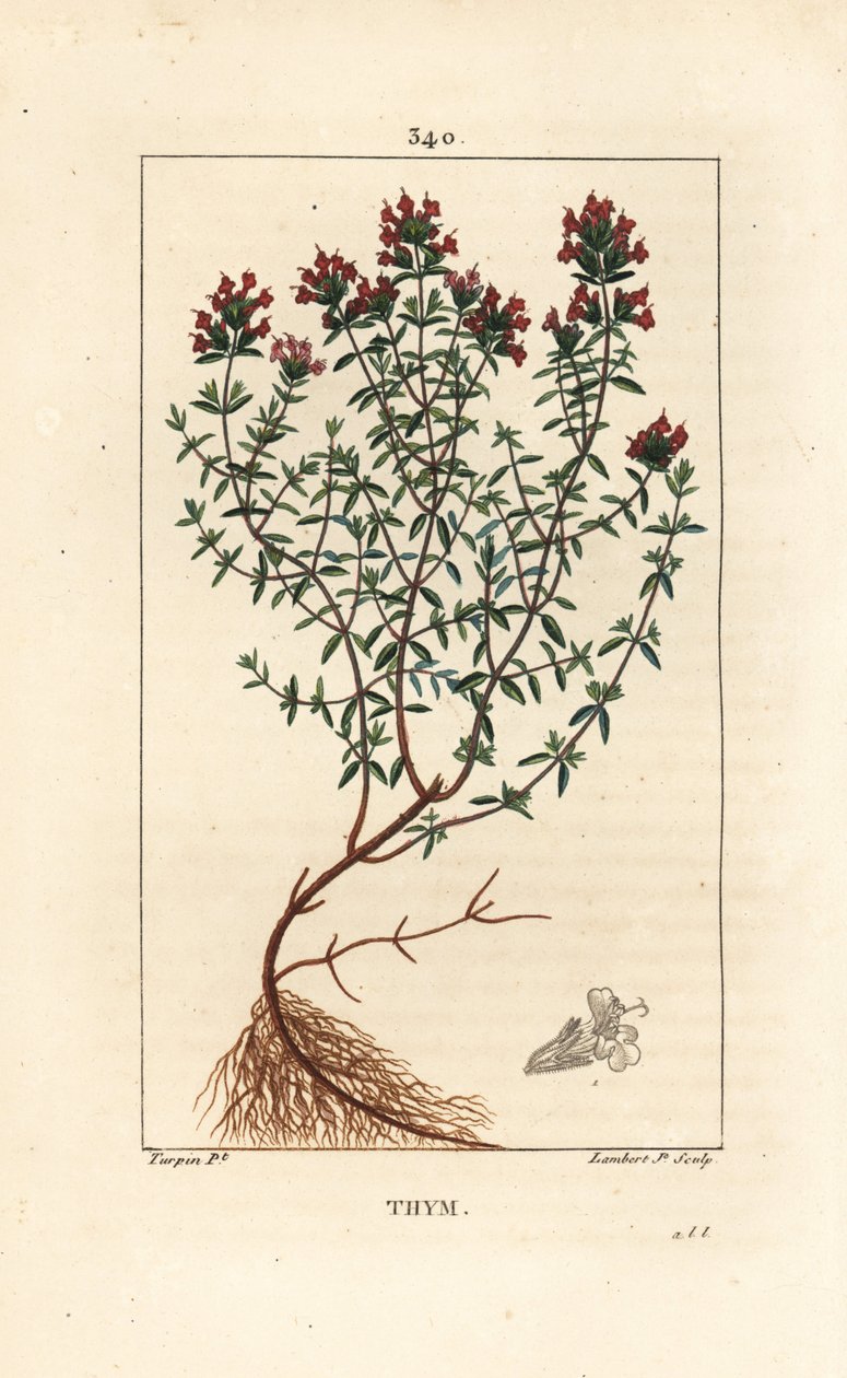 Timian, Thymus vulgaris, viser, blomst, blad, stilk og rot. Håndfarget kobberstikk av Lambert Junior fra en tegning av Pierre Jean-Francois Turpin fra Chaumeton, Poiret og Chamberets "" La Flore Medicale,"" Paris, Panckoucke av Pierre Jean Francois Turpin